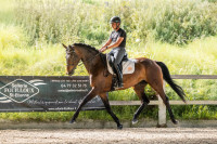 Vente de cheval : Obrilita